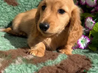 Miniature Dachshund dogs 🧡💛Stunning Longhaired Dachshund Puppies💛🧡 - Advert 1