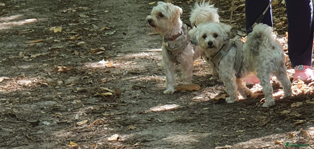 Yochon dogs for sale:  Bichon Frisé x Yorkshire Terrier males - Image 4