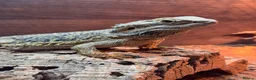Bearded Dragon reptiles for sale: Bearded Dragon  in Chard - Advert 1