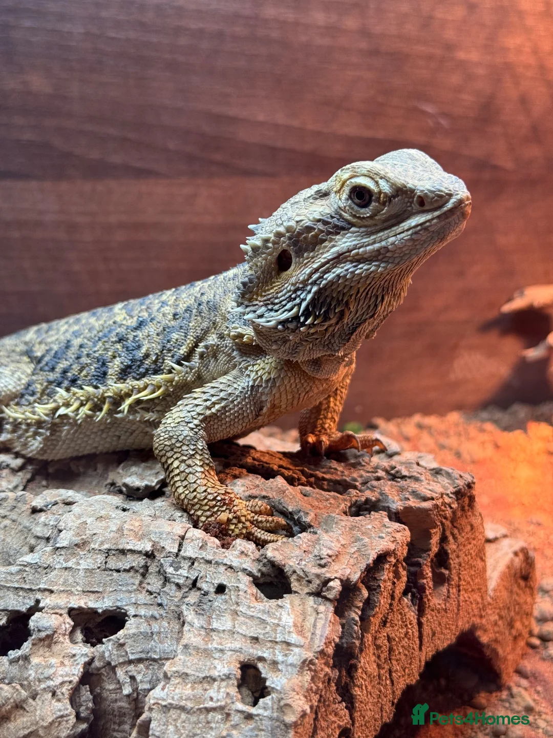 Bearded Dragon reptiles for sale: Bearded Dragon  in Chard - Advert 1