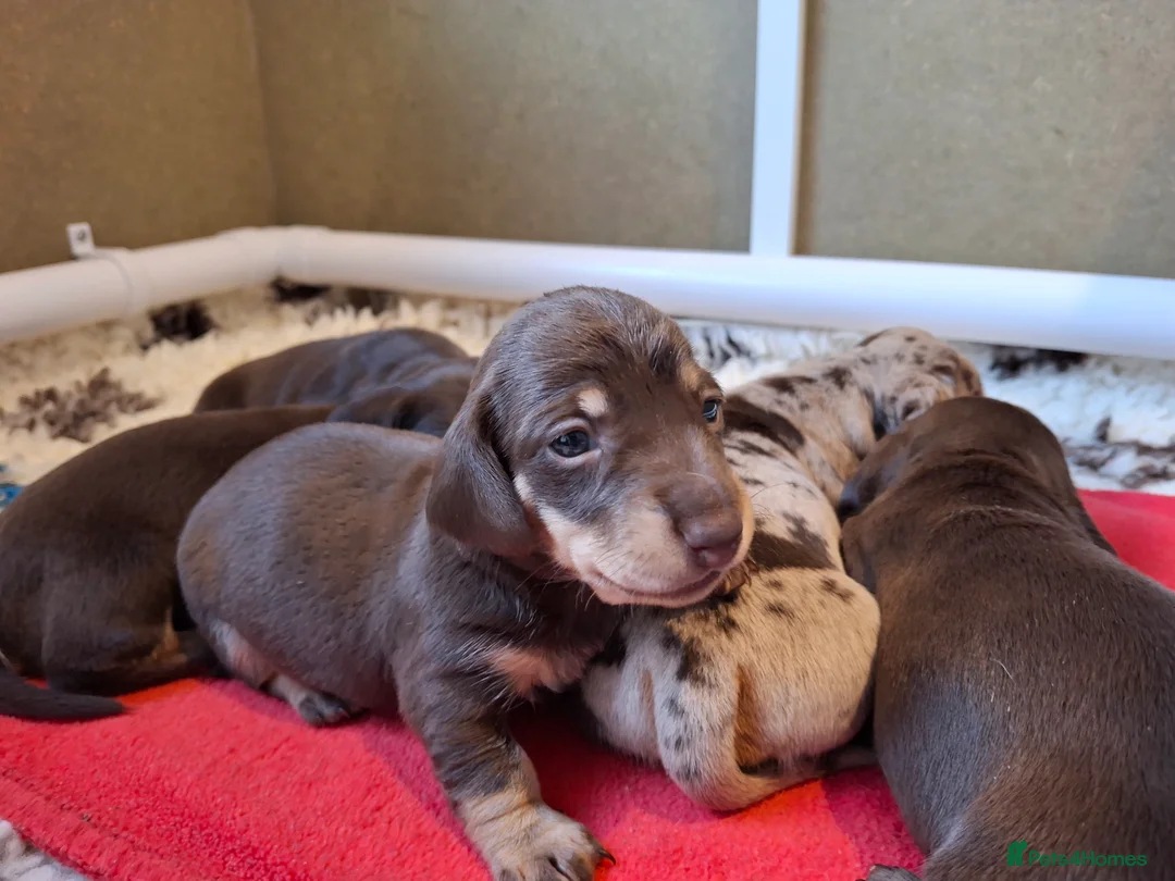 Miniature Dachshund dogs for sale: 🐾❤️ KC Reg Smooth Haired Miniature Dachschund  - Advert 4