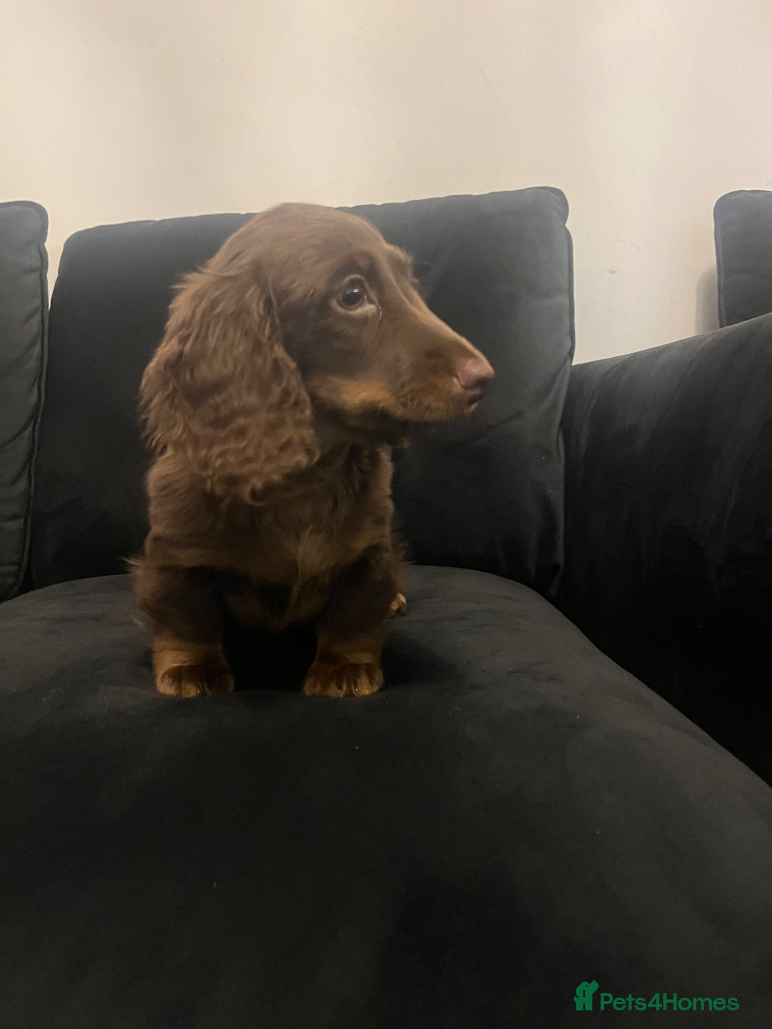 Miniature Dachshund dogs  stunning long haired miniature dachshund boy   - Advert 6