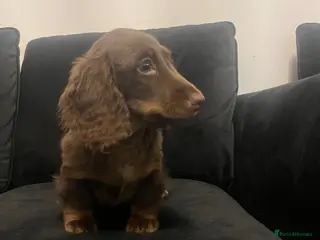 Miniature Dachshund dogs stunning long haired miniature dachshund boy - Advert 6