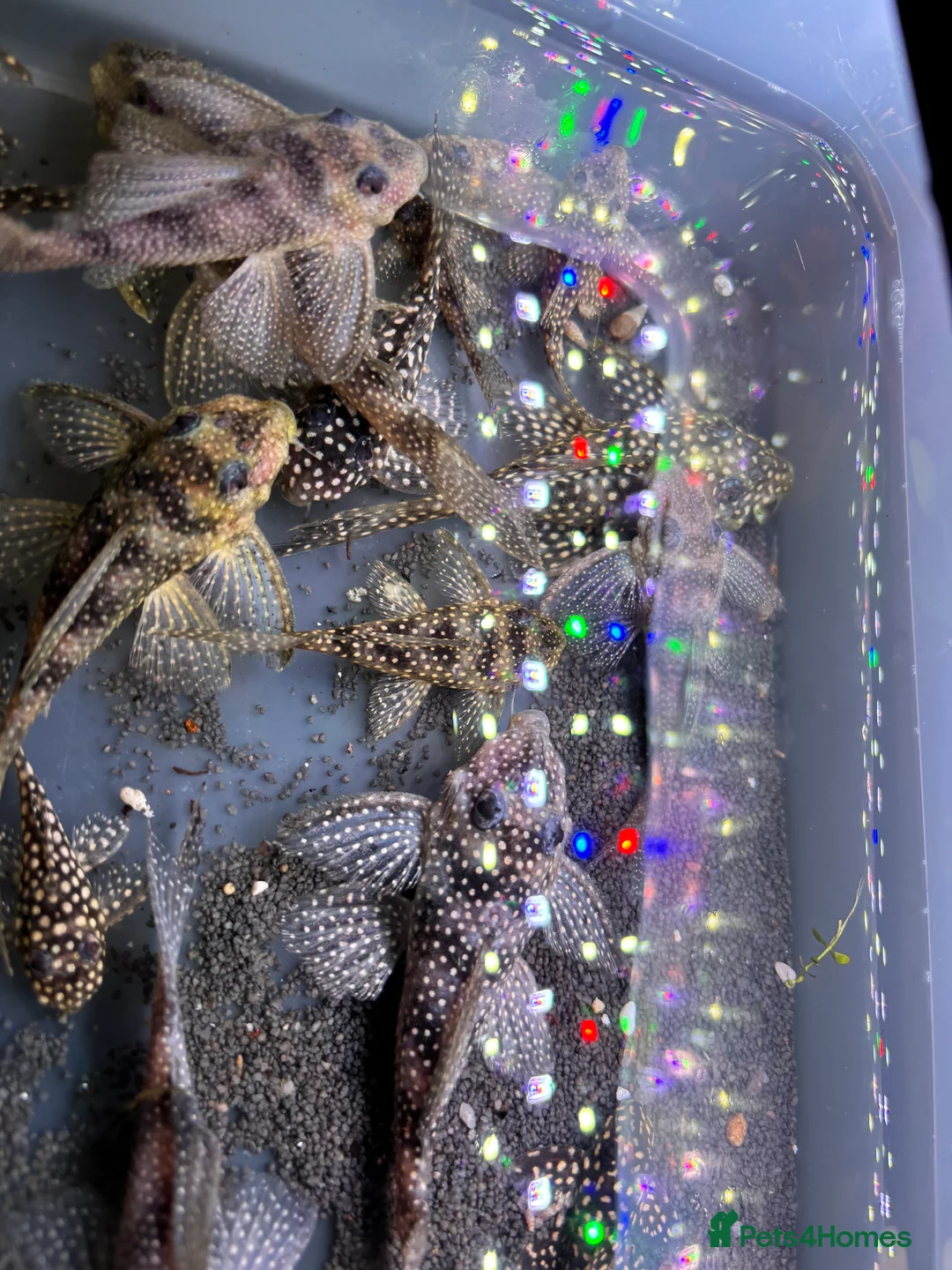 Plecos fish for sale: L136b-c grades. Young to adults.  - Advert 4