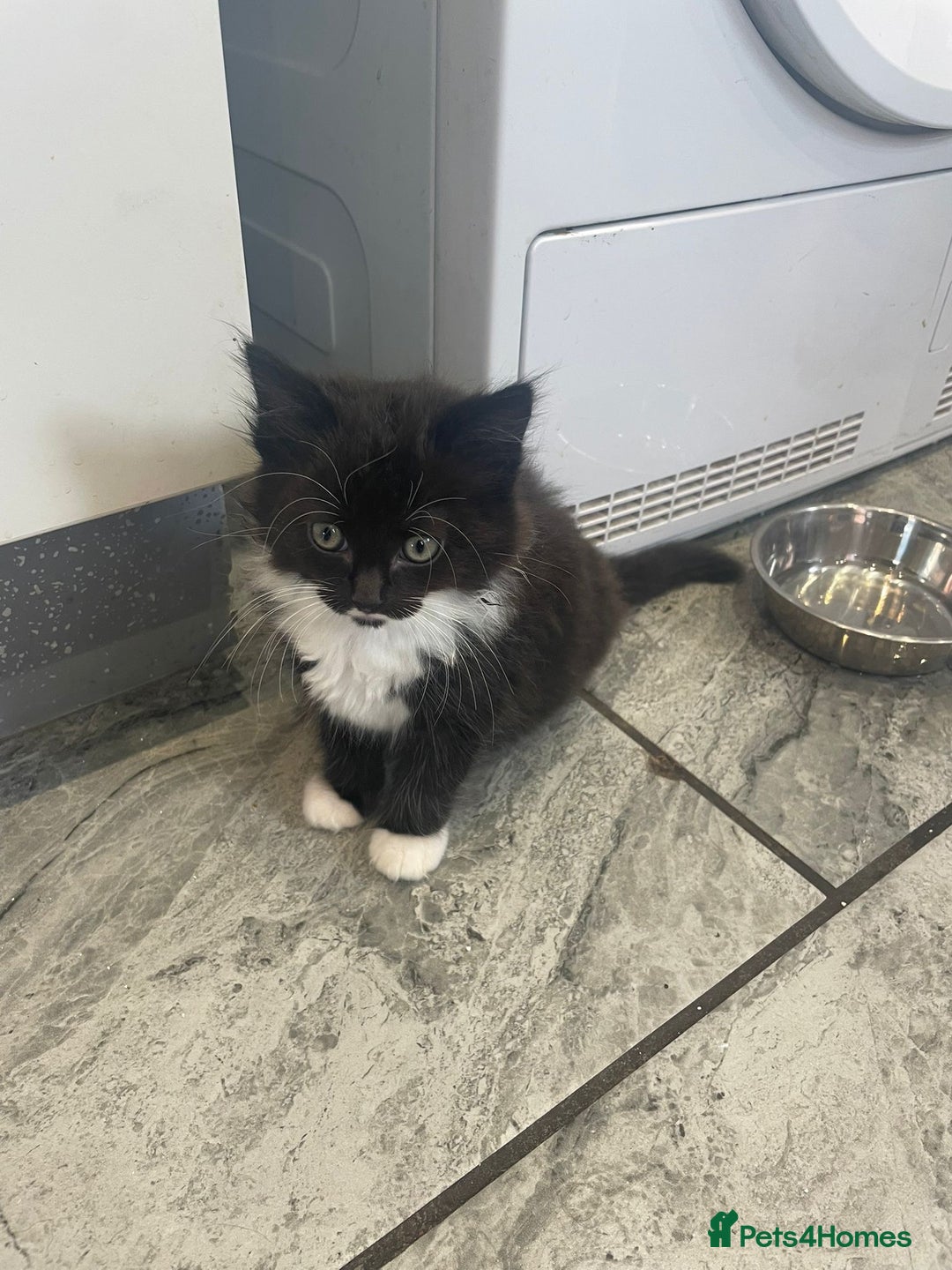 Ragdoll cats for sale: OPEN TO OFFERS!BEAUTIFUL RAGDOLL X SIAMESE KITTENS - Image 12