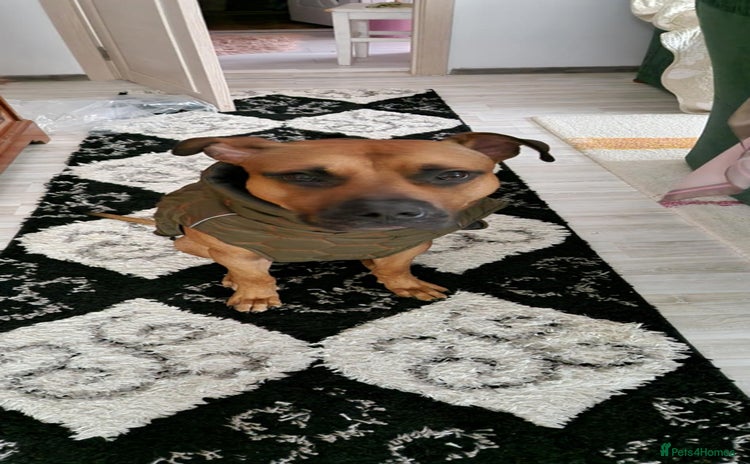 Mixed Breed dogs - Advert 1