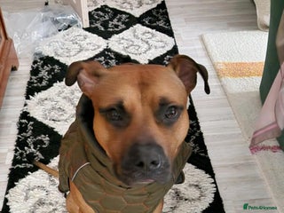 Mixed Breed dogs - Advert 30