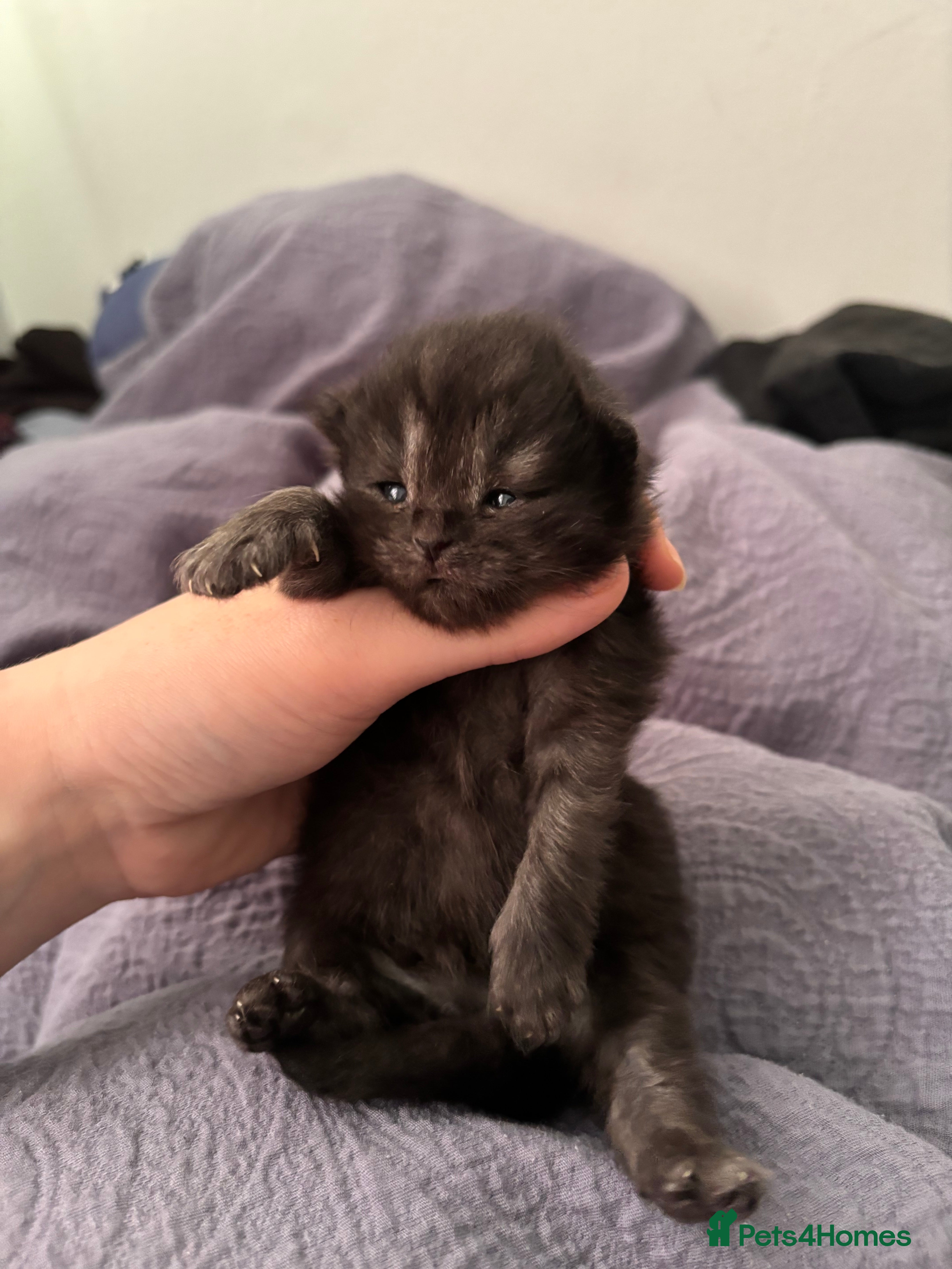 Persian cats Persian Kittens – 1 Male & 4 Females - Advert 2