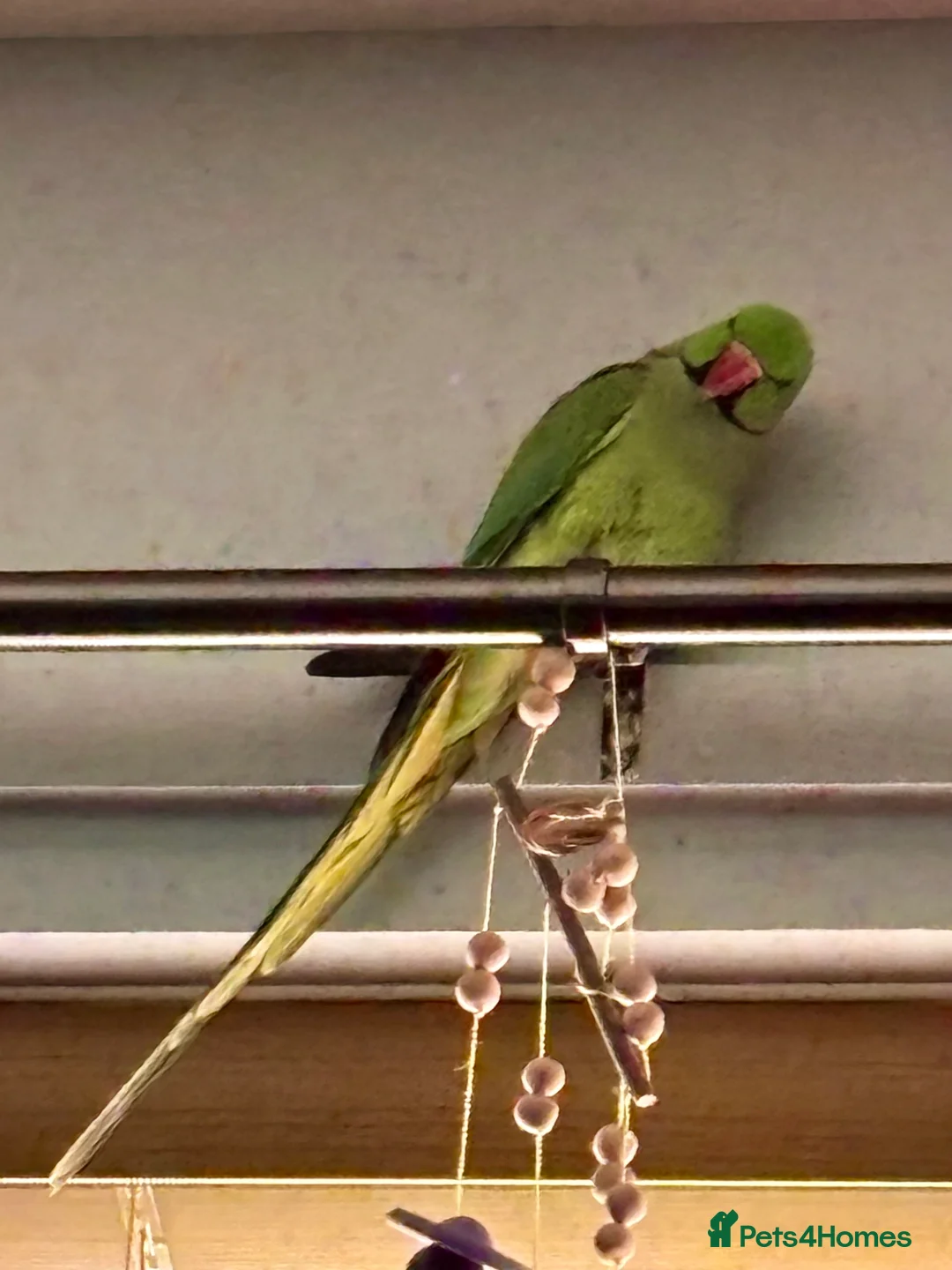 Parakeets birds for sale: Beautiful Male Green Indian Ringneck, cage/toys - Advert 7