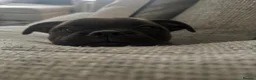 Staffordshire Bull Terrier dogs for sale: KC Brindle Staffordshire Bull Terrier Puppies - Advert 8
