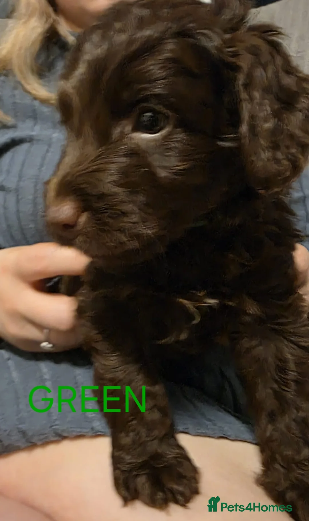 Cockapoo dogs for sale: Cockapoo Puppies  - Advert 21