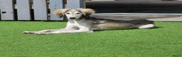 Saluki dogs for sale: Saluki for sale  - Advert 5