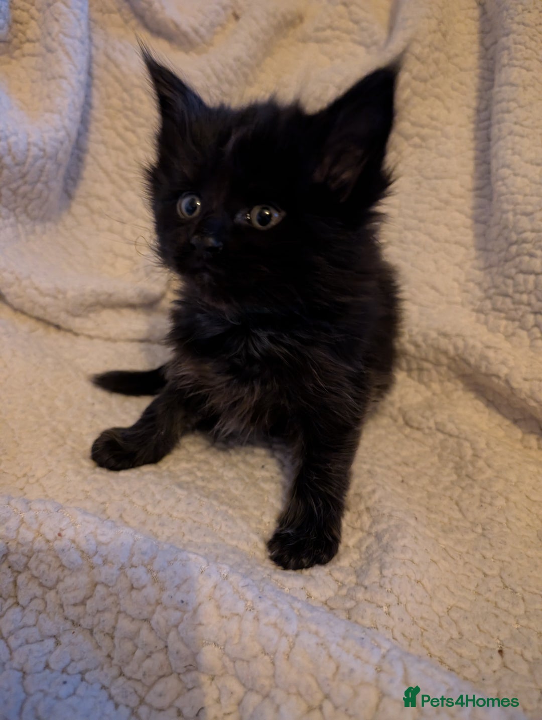 Maine Coon cats for sale: 6 Beautiful main coon kittens - Advert 28