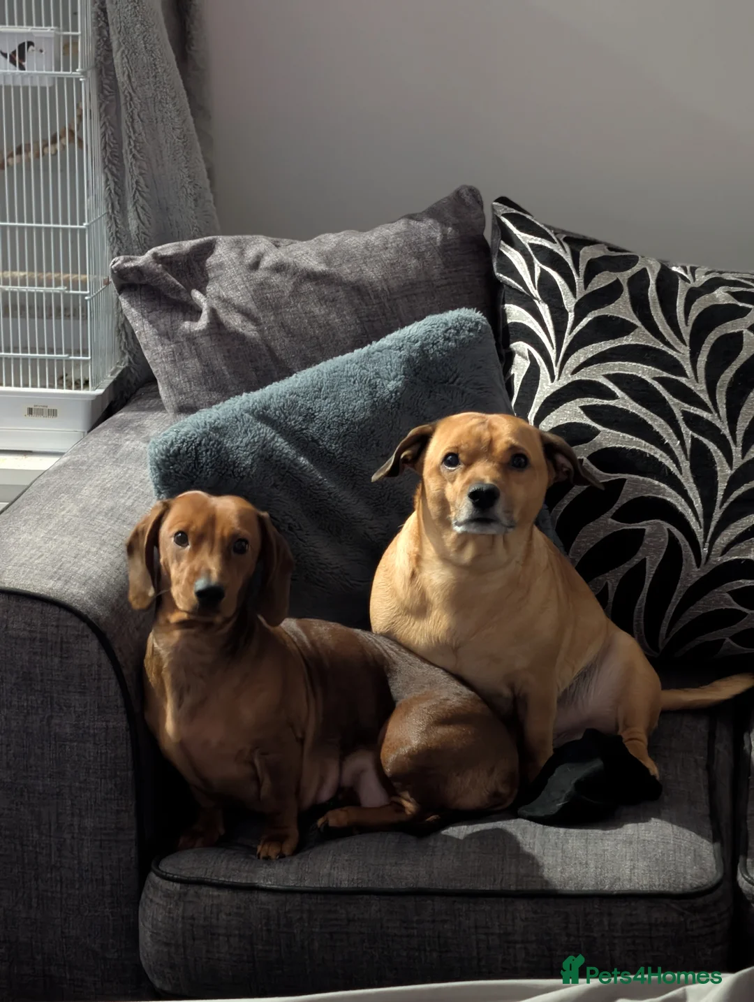 Mixed Breed dogs for sale: Dachshund cross pug puppies in Huddersfield - Advert 25