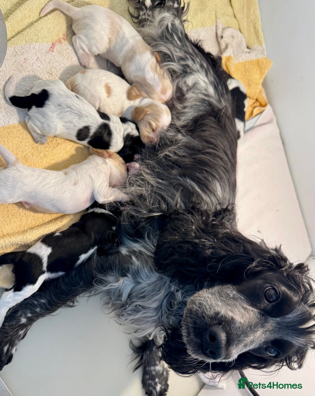 Cocker Spaniel dogs for sale: Pedigree Show cocker spaniels  - Image 2