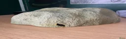Python Snake reptiles for sale: Complete Setup With Female Royal Python - Advert 13