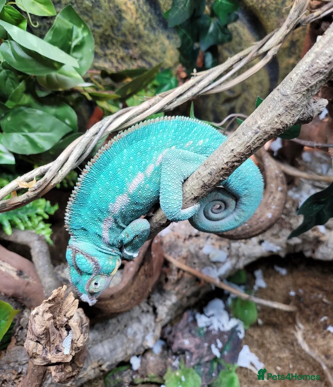 Chameleon reptiles for sale: Super Tame Panther Chameleon - Nosy Be - Advert 9