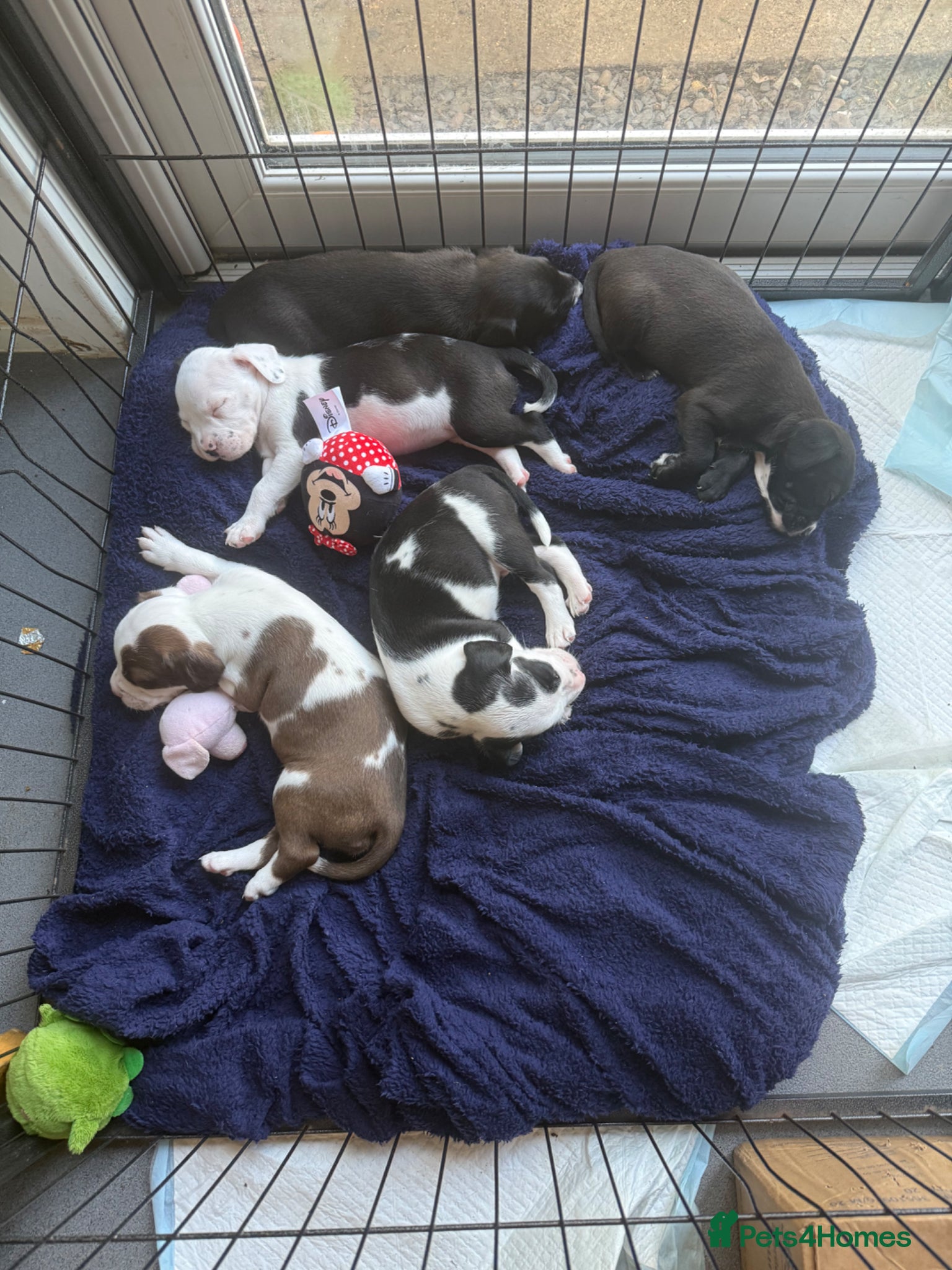 Mixed Breed dogs Beautiful little of bully/cocker spaniel puppy’s  - Advert 1