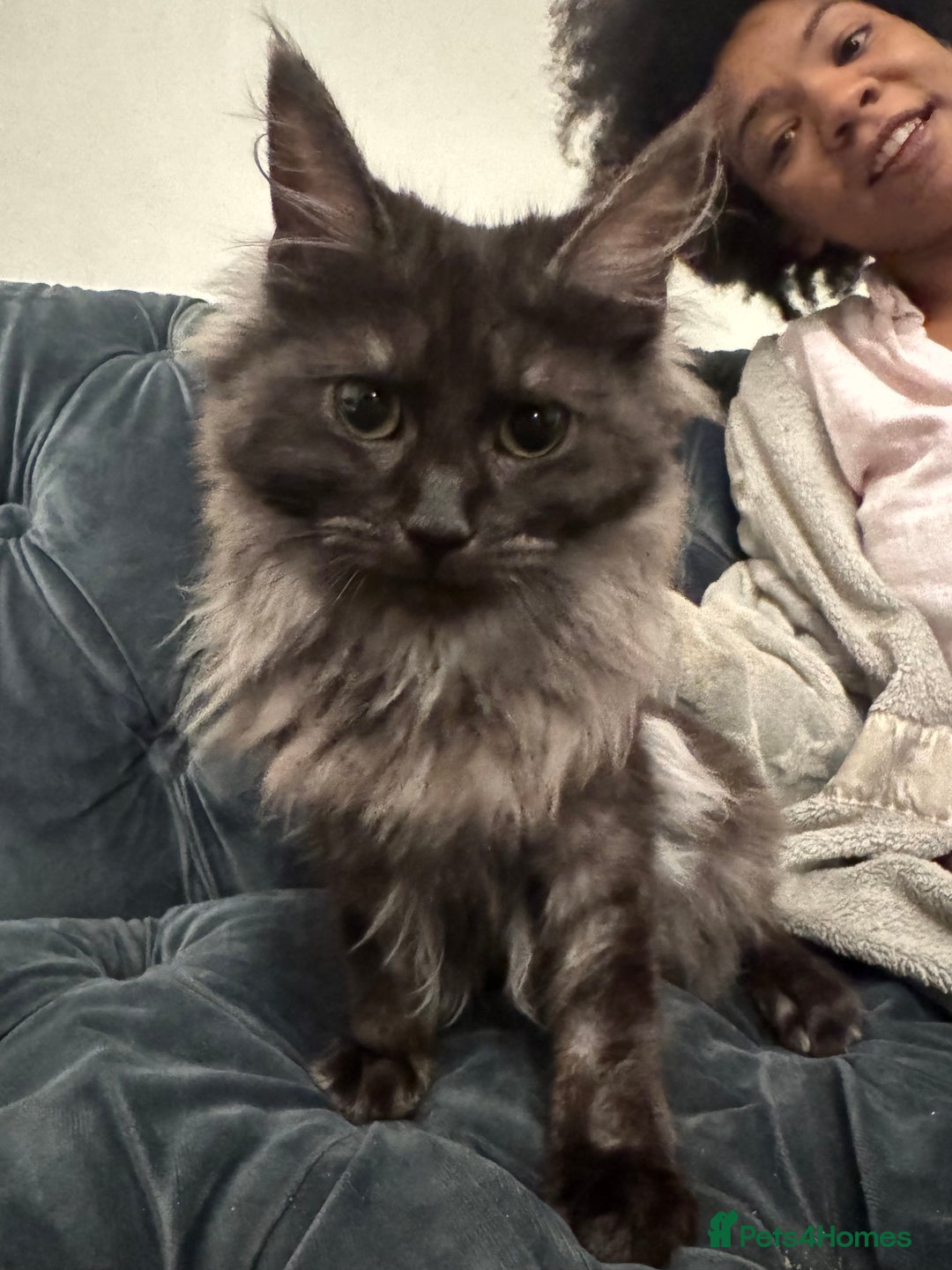 Maine Coon cats for sale: Maincoon boys - Image 5