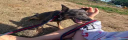 Mixed Breed dogs for adoption: Sheena - Stowmarket Suffolk  in Stowmarket - Advert 20