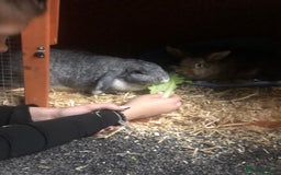 Mixed Breed rabbits for sale: Two 1 Year Old Bunnies Needing To Be Re-Homed - Image 3