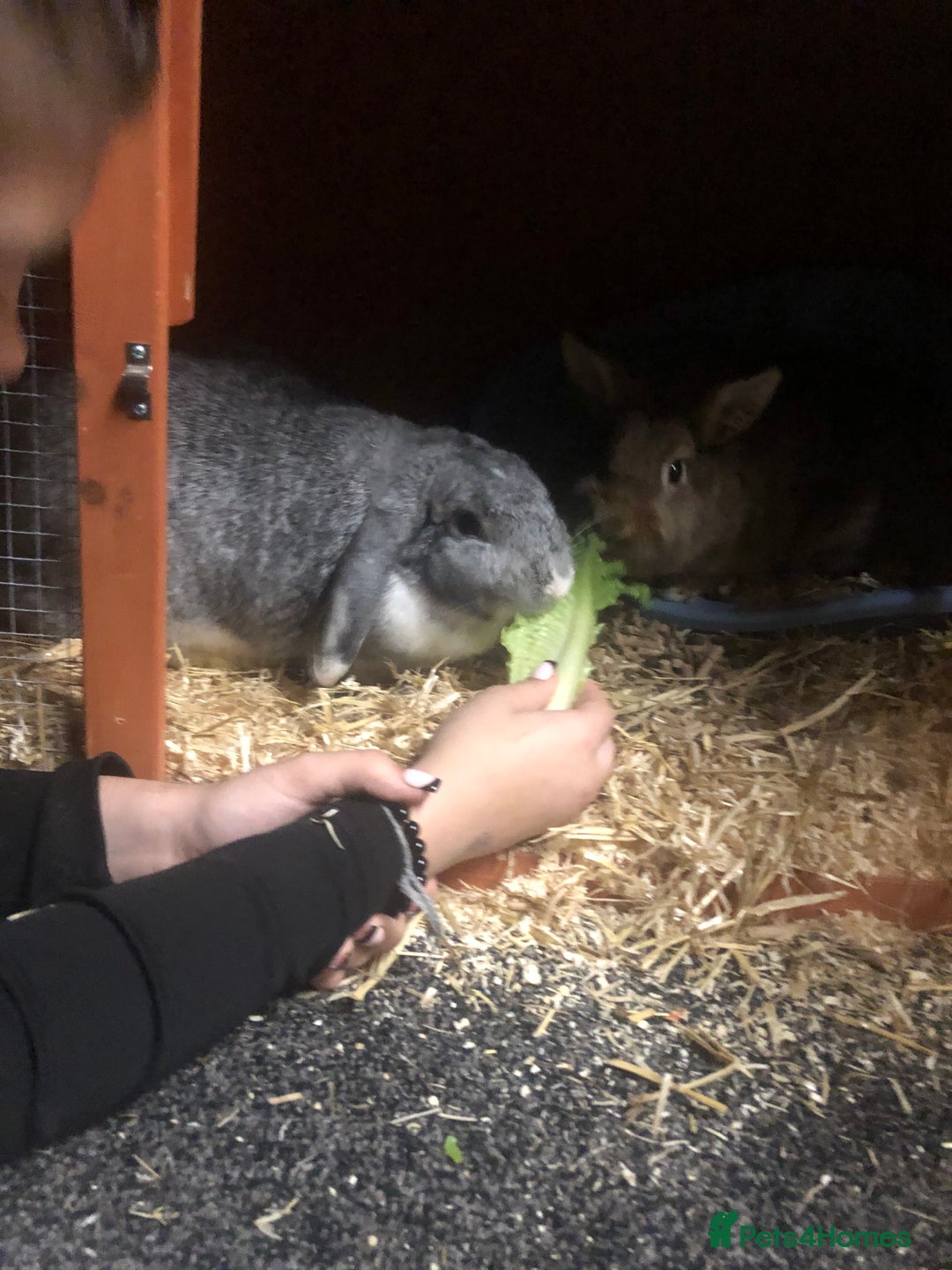 Mixed Breed rabbits for sale: Two 1 Year Old Bunnies Needing To Be Re-Homed - Image 3