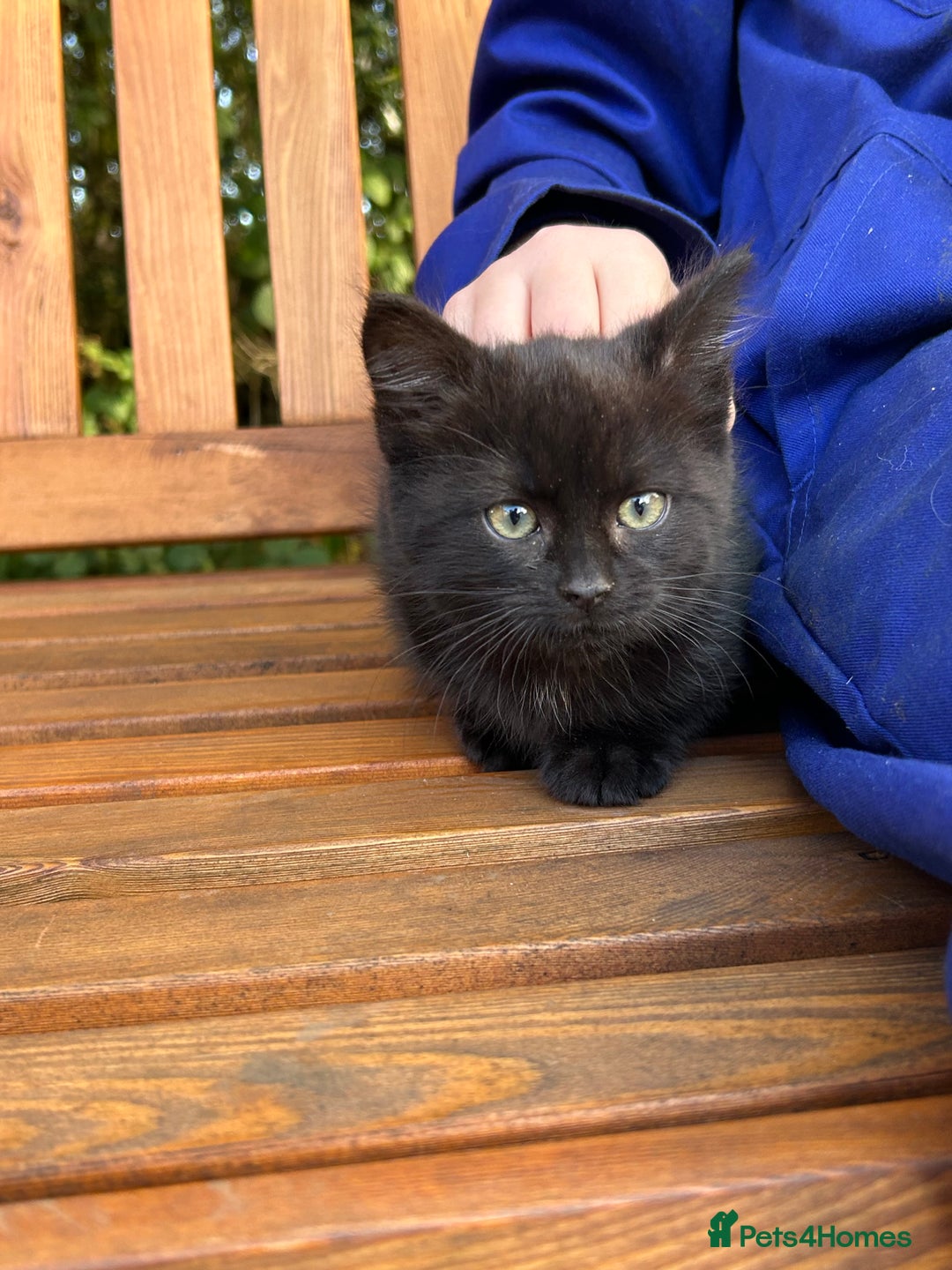 Mixed Breed cats for sale: Gorgeous kittens for sale - Advert 14