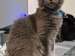 Maine Coon cats Maine Coon Girl TICA registered - Advert 13