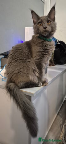 Maine Coon cats Maine Coon Girl TICA registered - Advert 1