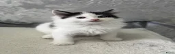 Ragdoll cats for sale: Beautiful Ragdoll Kittens  - Advert 29