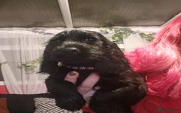 Cocker Spaniel dogs for sale: Cocker spaniel pups - Image 2