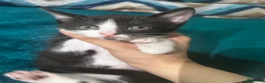 Black & White Kitten 2