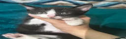Mixed Breed cats for sale: Stunning Litter 7 Kittens - Come With Scratch Post in Nottingham - Advert 9