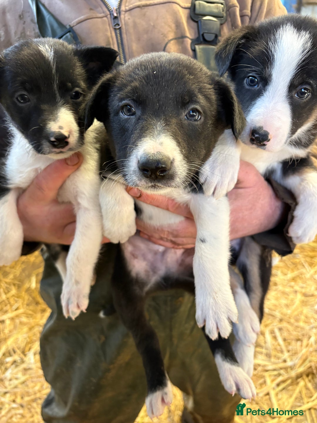 Border Collie dogs for sale: 10 gorgeous puppies for sale - Advert 7