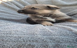 German Shepherd dogs for sale: German Shepherd poppers - Image 5