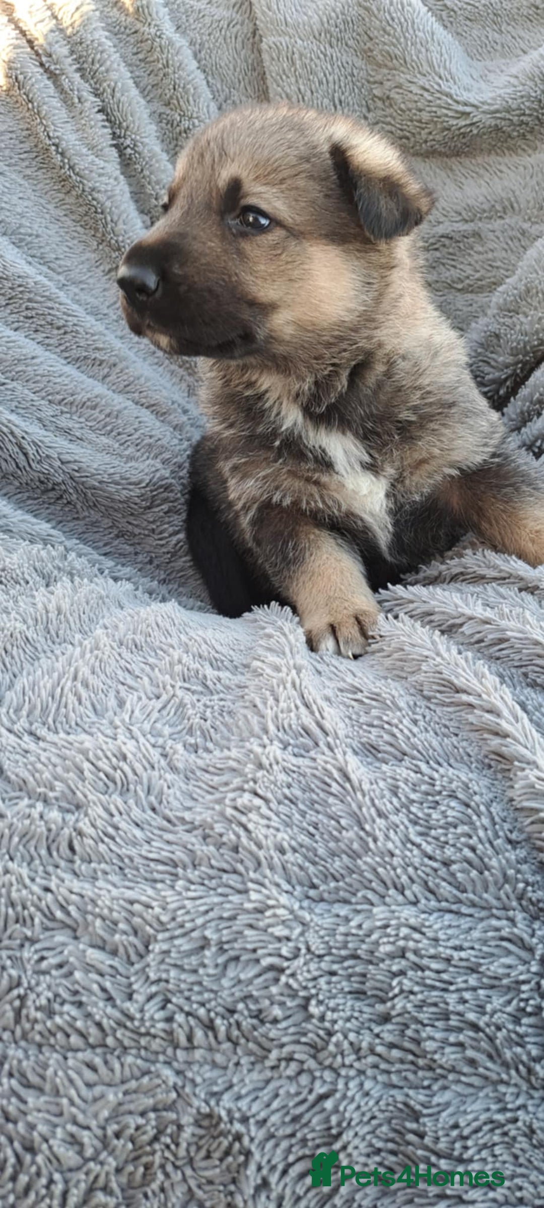 German Shepherd dogs for sale: German Shepherd poppers - Image 5