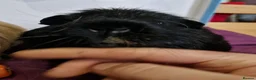Guinea Pig rodents for sale: Smooth coat american for forever home - Advert 11