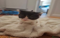 Mixed Breed cats for sale: Mixed colour kittens  - Image 18