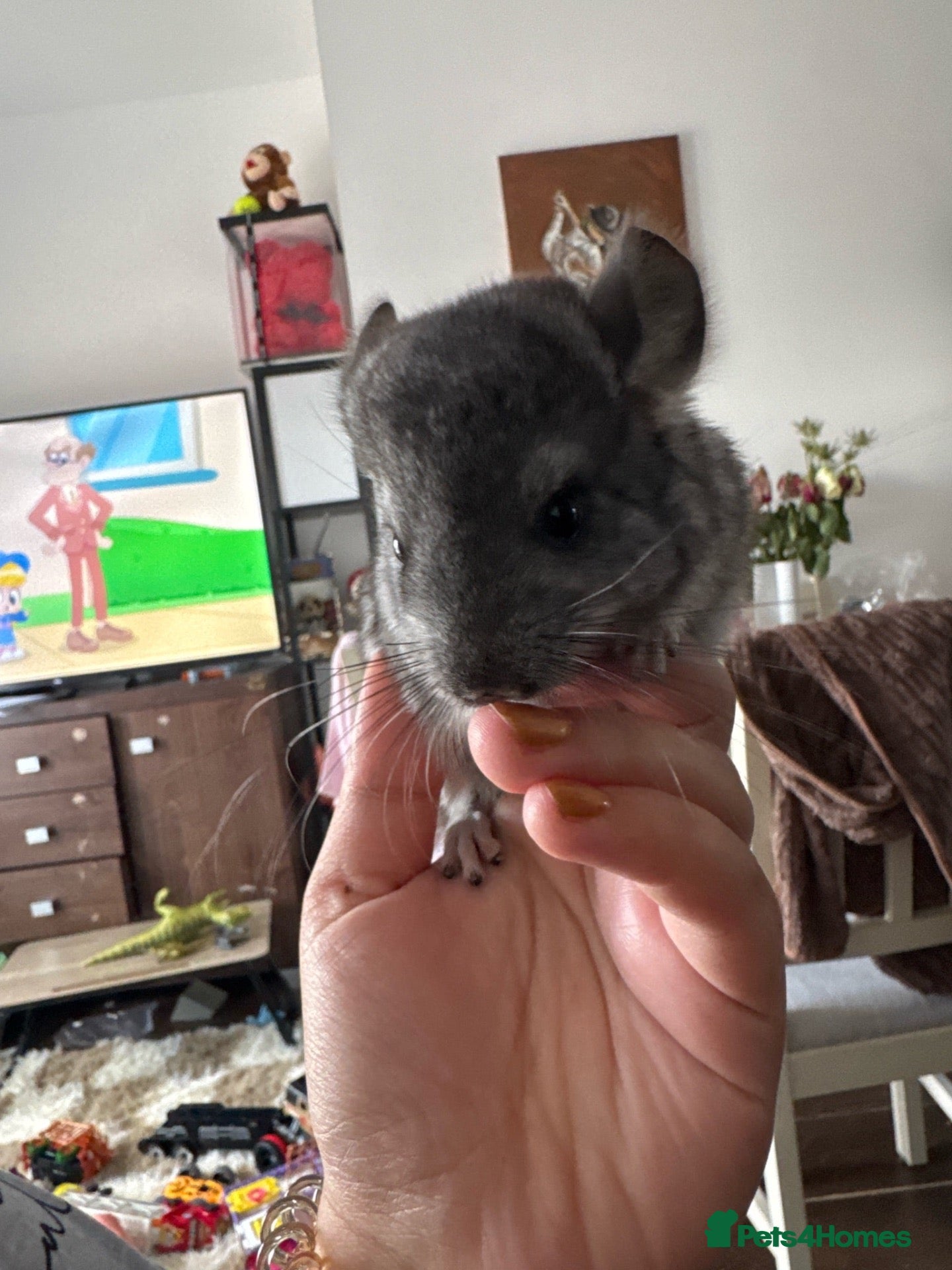 Chinchilla rodents Male grey chinchilla for sale  - Advert 1