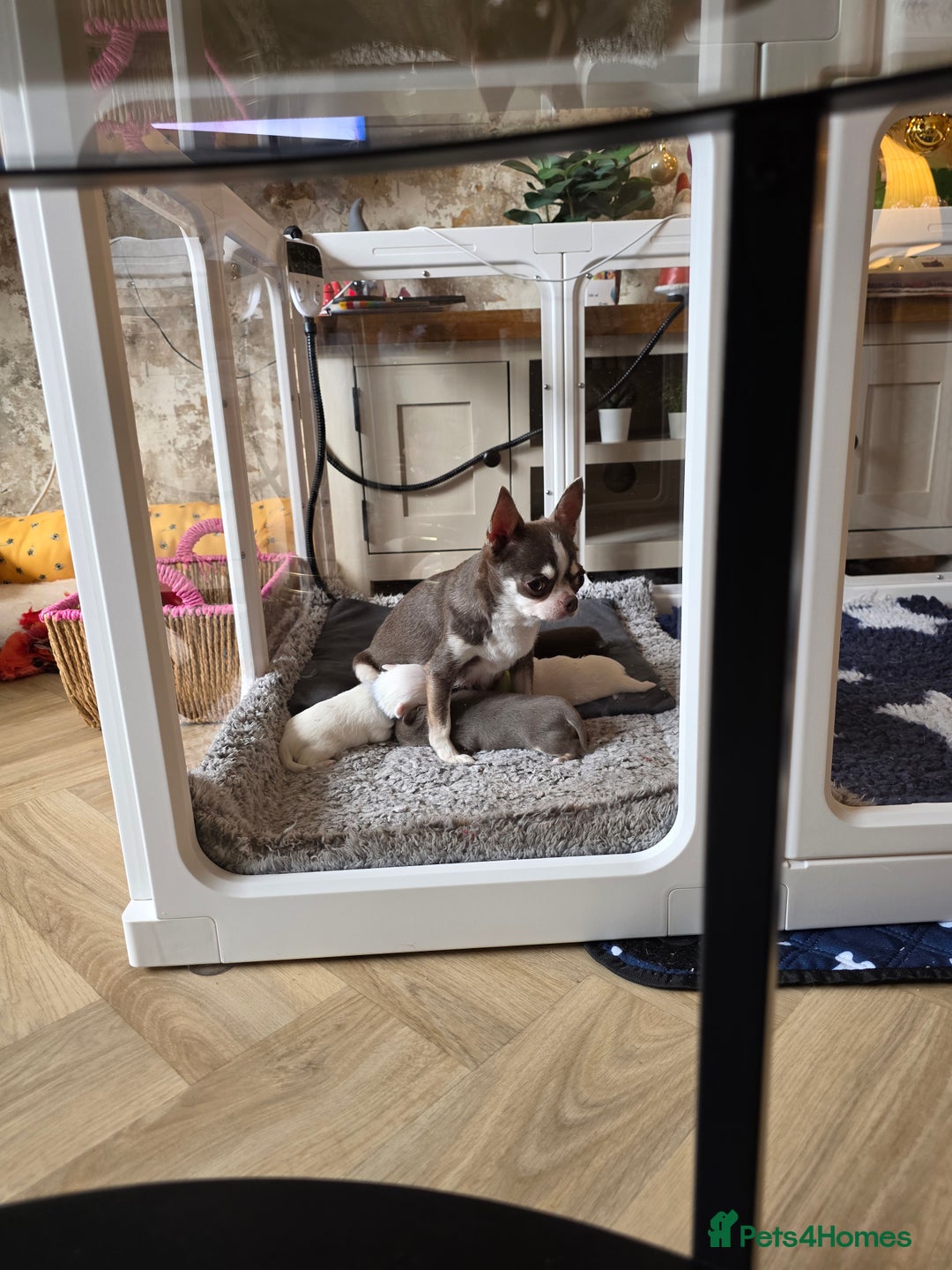 Chihuahua dogs for sale: 5 Beautiful true to type small chihuahuas - Advert 4