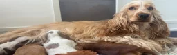 Cocker Spaniel dogs for sale: KC Show cocker spaniels 🤎 - Advert 9