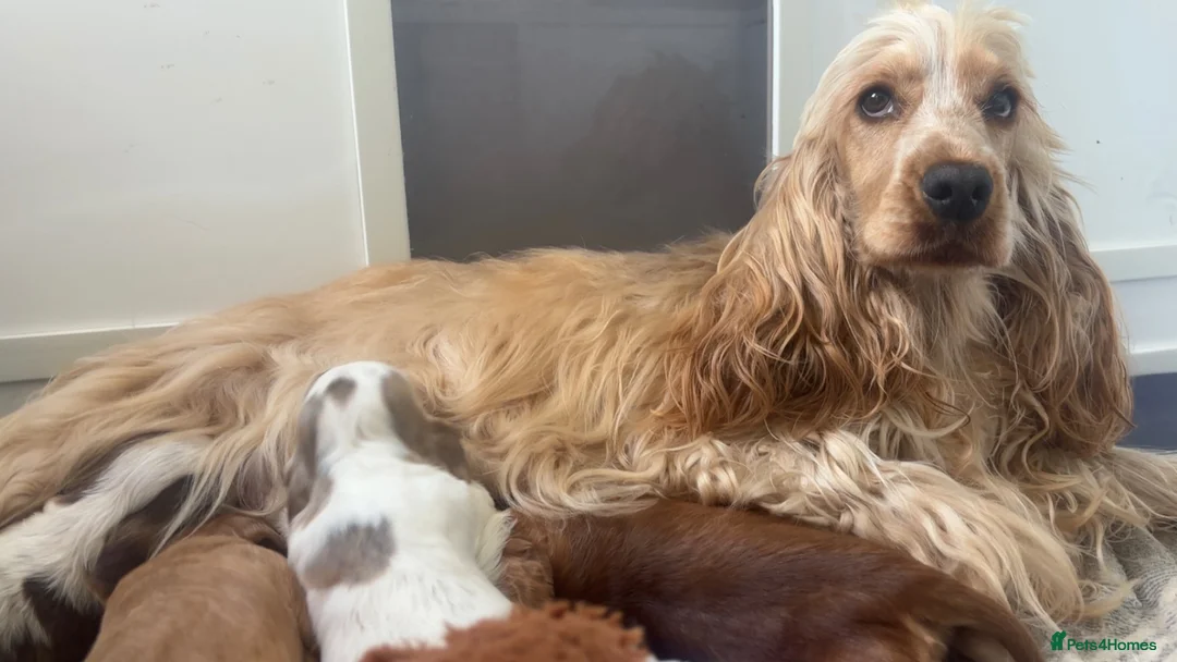 Cocker Spaniel dogs for sale: KC Show cocker spaniels 🤎 - Advert 9