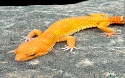 Leopard Gecko reptiles for sale: Electric tangerine leopard gecko  - Image 1