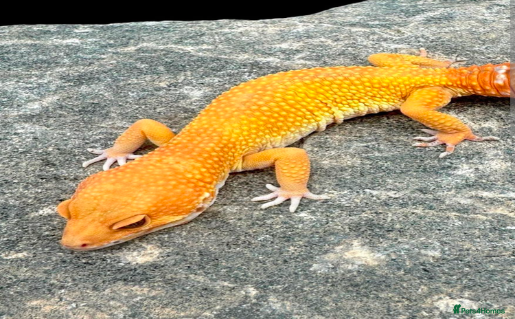 Leopard Gecko reptiles - Advert 5