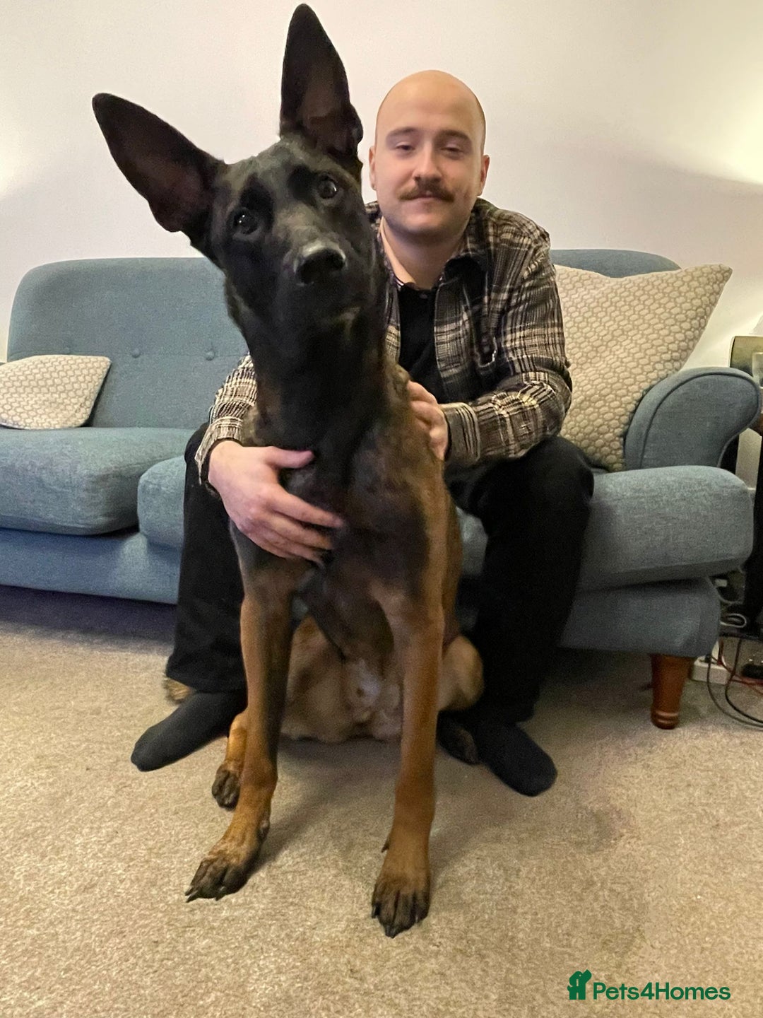 Belgian Shepherd Dog dogs for sale: Belgian Malinois x Dutch - Female 4 Yrs - Image 19
