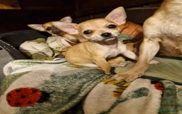 Chihuahua dogs for sale: Girl chihuahua puppie - Image 6