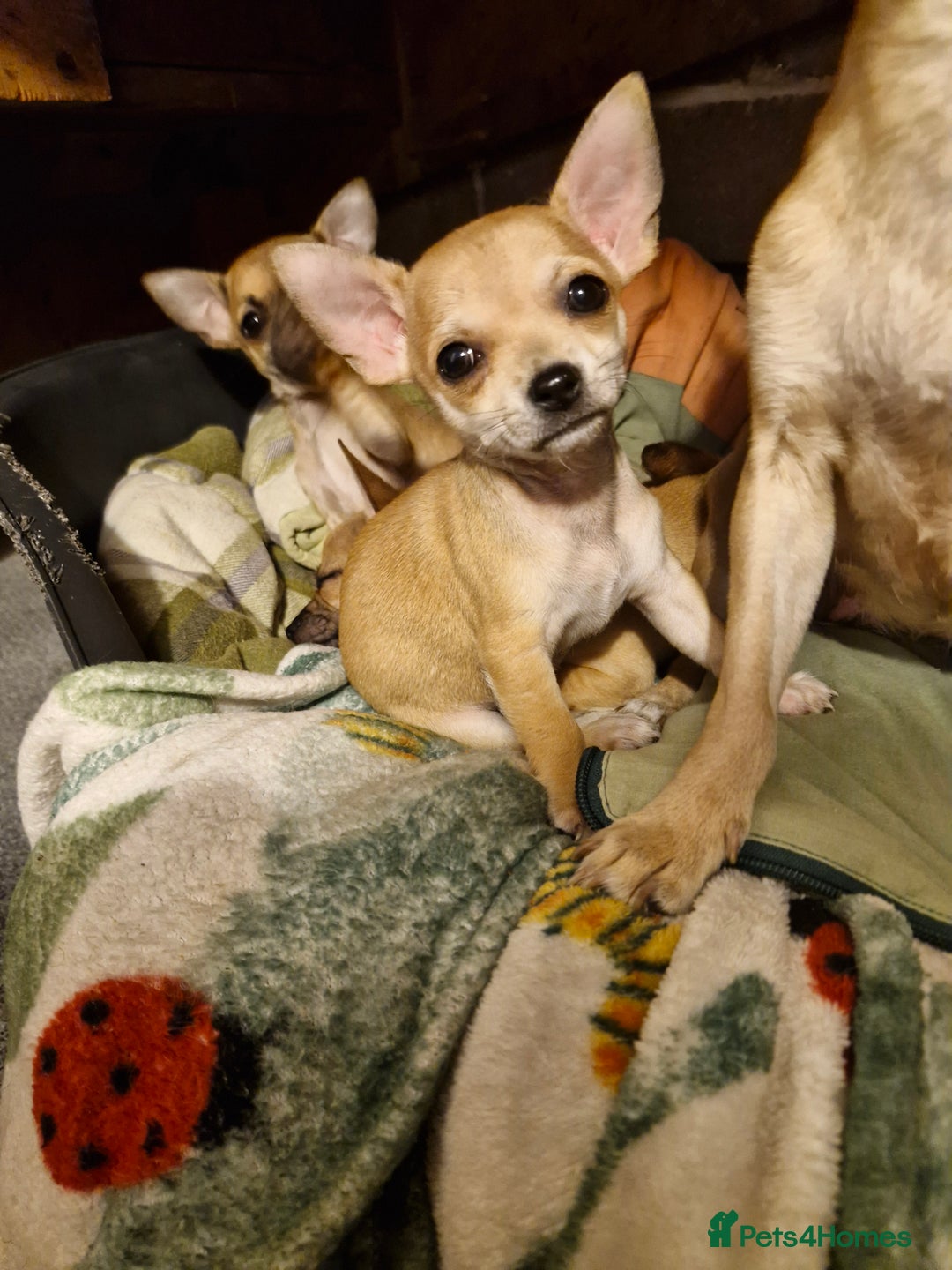 Chihuahua dogs for sale: Girl chihuahua puppie - Image 6