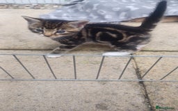 Mixed Breed cats for sale: Gorgeous Bengal x babies **READY NOW** - Image 23