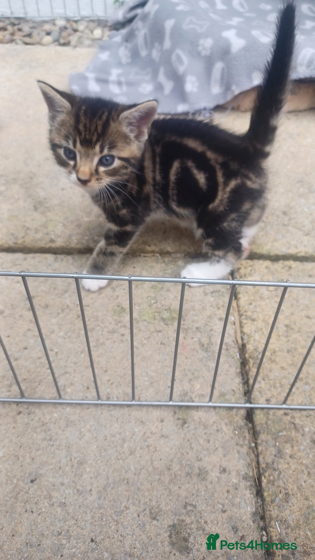Mixed Breed cats for sale: Gorgeous Bengal x babies **READY NOW** - Image 23
