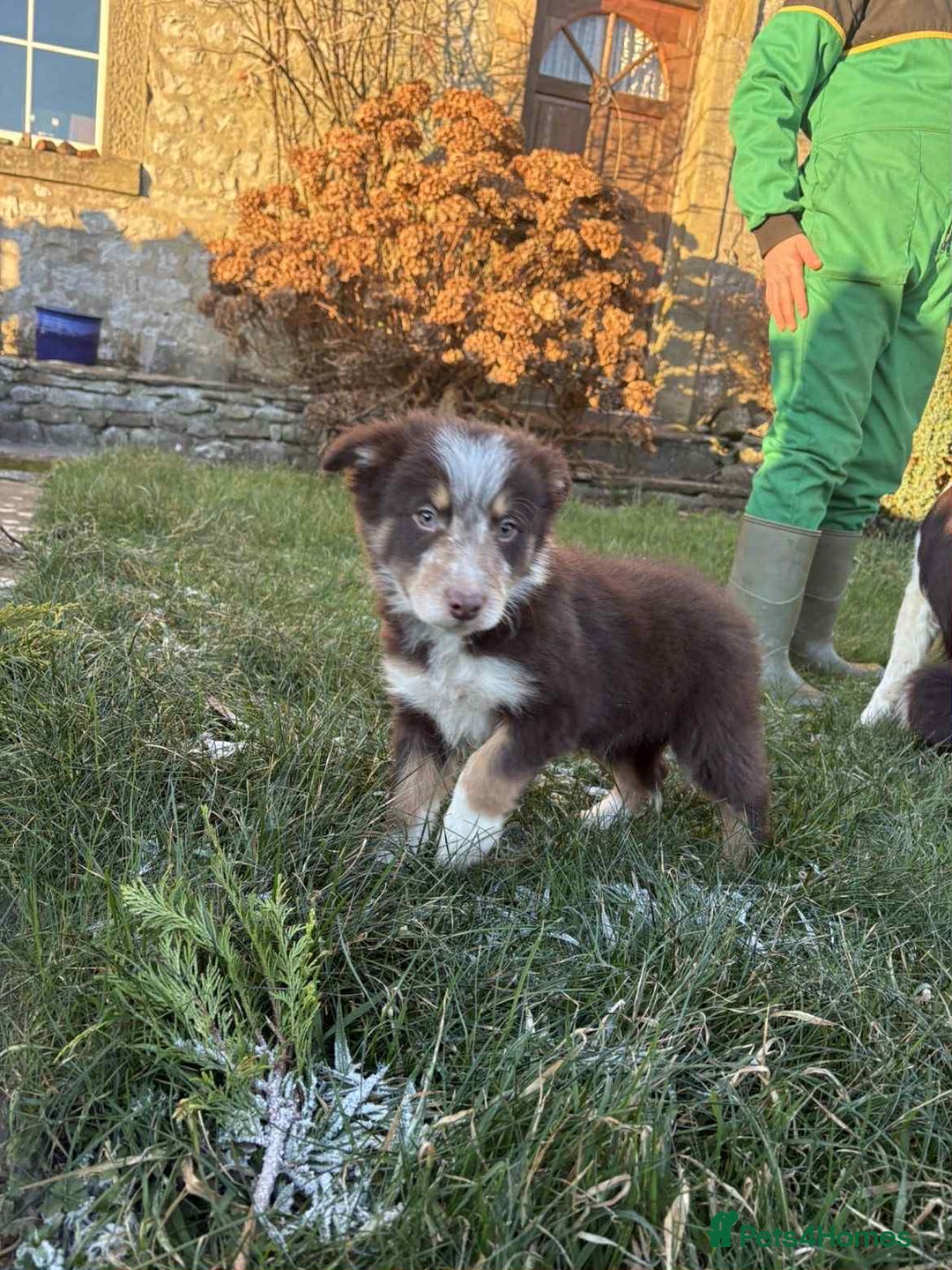 Border Collie dogs for sale: Red border collie pups  - Advert 6